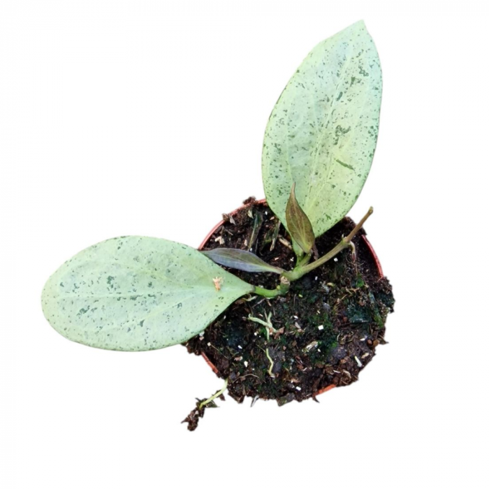 Hoya nicholsoniae 'New Guinea Ghost' [1]