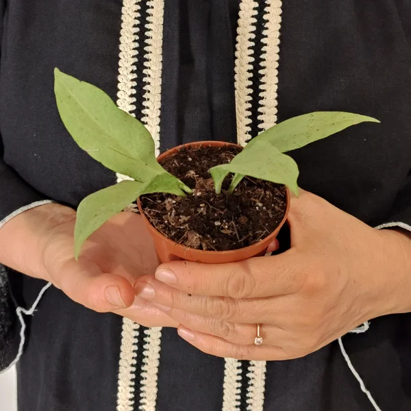 Hoya nicholsoniae New Guinea Ghost - planta rara cu frunze mari translucide si efect ghost [2]