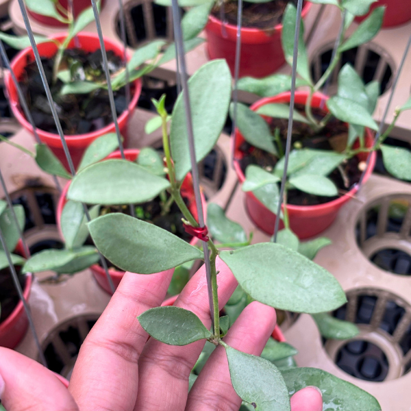 Hoya nummularioides 'Silver' - plantă rară cu frunze argintii [2]