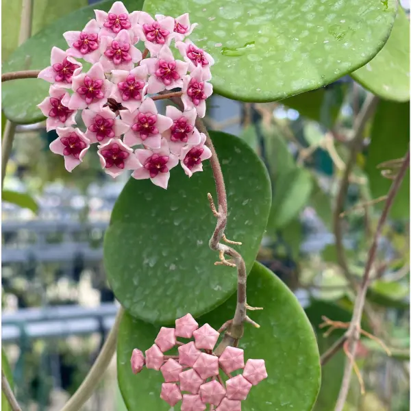 Hoya obovata 'Splash' [3]