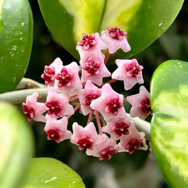 Hoya obovata 'Variegata' [3]