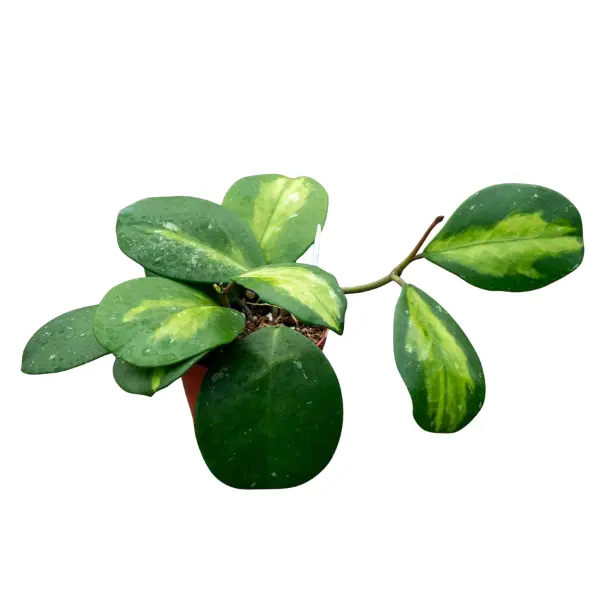 Hoya obovata 'Variegata' [2]