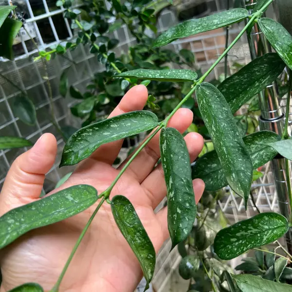 Hoya pandurata 'Vietnam' D10.5 [3]