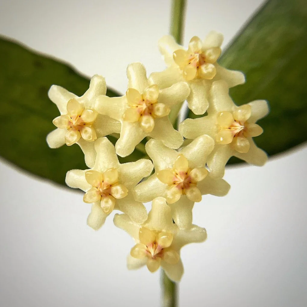 Hoya pandurata 'Vietnam' D10.5 [4]