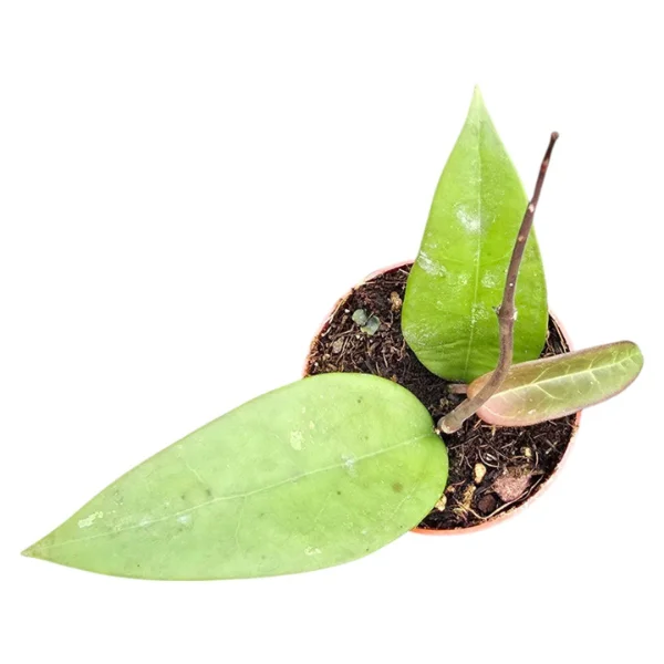 Hoya parasitica 'Red Leaf' [2]