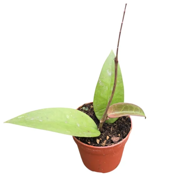 Hoya parasitica 'Red Leaf' [1]