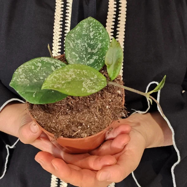 Hoya parasitica Splash - planta cu frunze mari ornate cu pete argintii [2]
