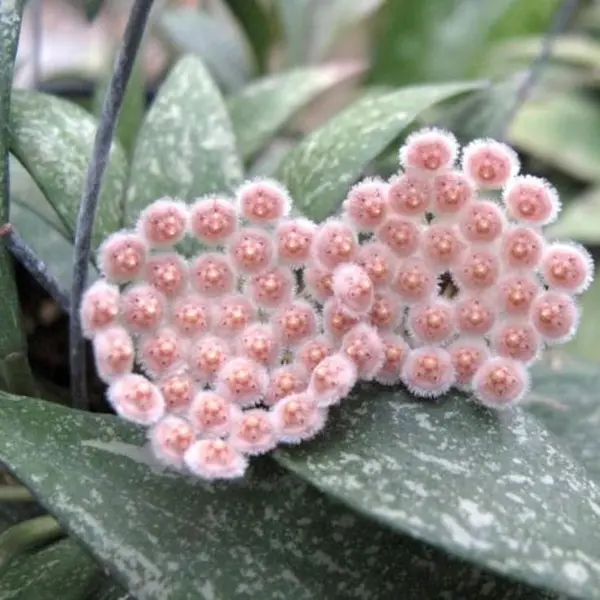 Hoya Parviflora Splash în ghiveci – frunze verzi cu splash argintiu [2]