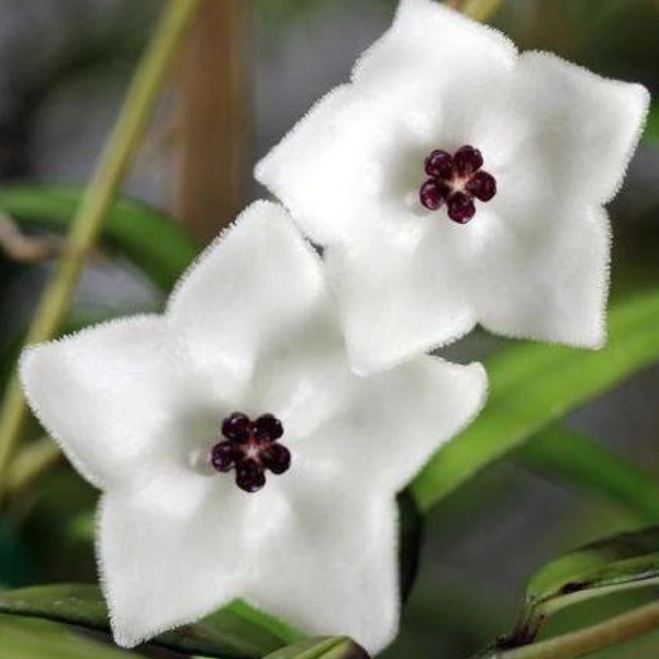 Hoya pauciflora [3]