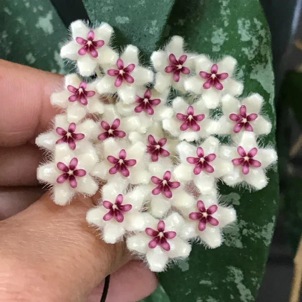 Hoya phuwuaensis [2]
