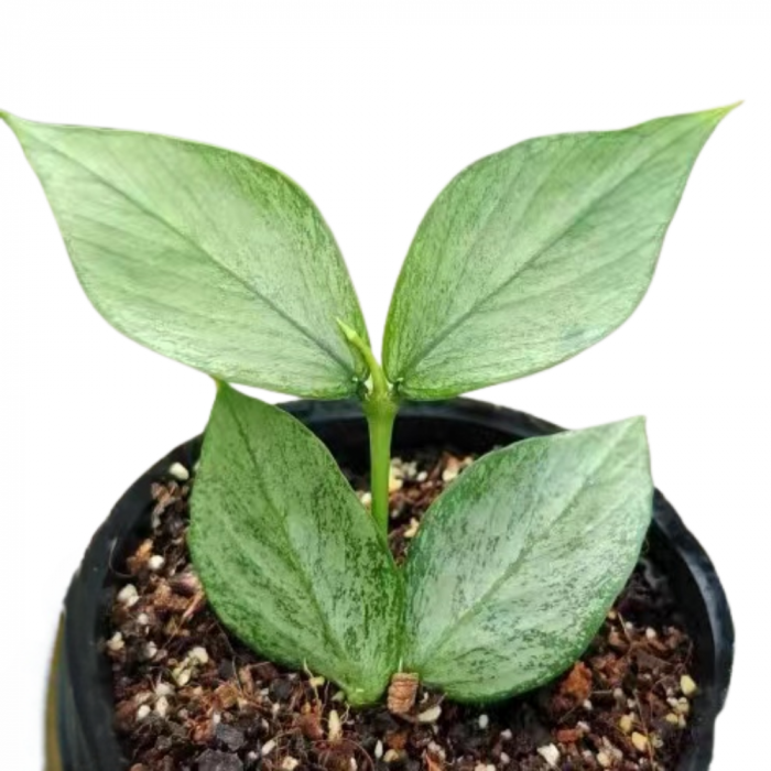 Hoya polyneura 'Broget' [2]