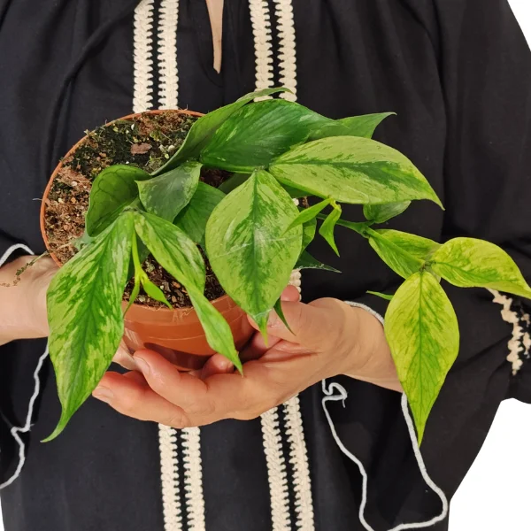 Hoya polyneura 'Broget' [2]