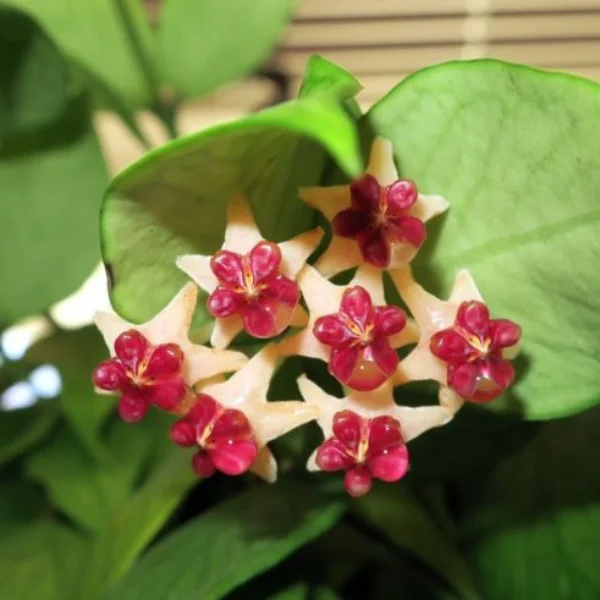 Hoya polyneura Vietnam [4]