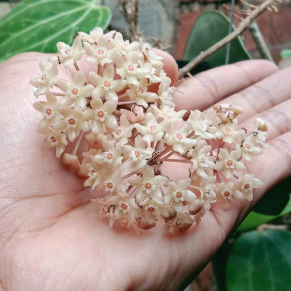 Hoya polystachya [5]
