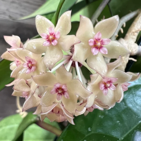 Hoya polystachya [2]