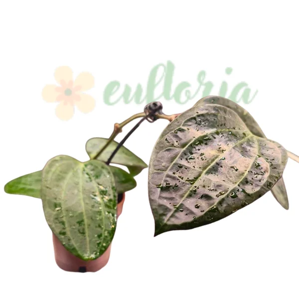 Hoya polystachya [2]