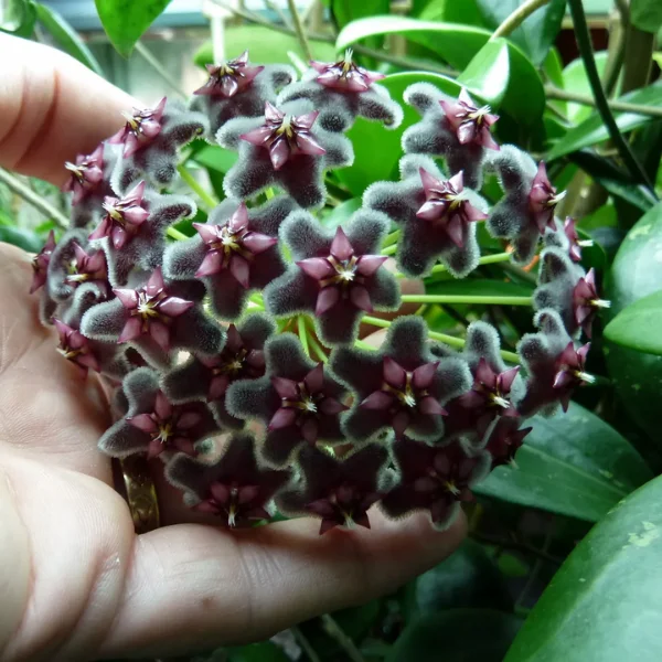 Hoya pubicalyx «Black Dragon» — Cele mai întunecate flori din genul Hoya [3]
