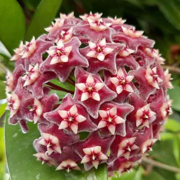 Hoya Pubicalyx în ghiveci – frunze verzi cu pete argintii [5]