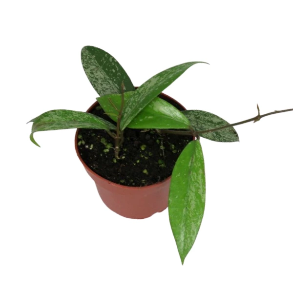 Hoya pubicalyx 'Pink Silver' D12 [1]