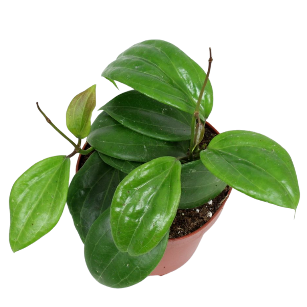 Hoya quinquenervia [1]