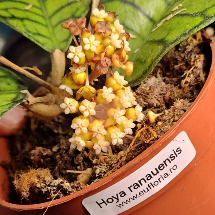 Hoya ranauensis — rare plant from Sabah Borneo, emerald-green veined leaves, Ø10.5cm pot | Eufloria [3]
