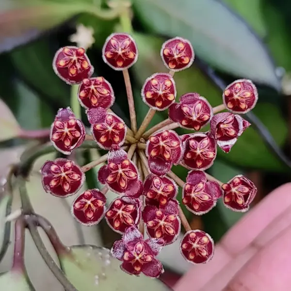 Hoya 'Rosita' [3]