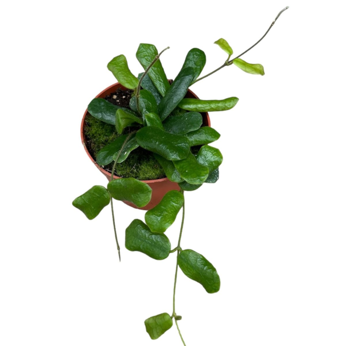 Hoya rotundiflora [1]