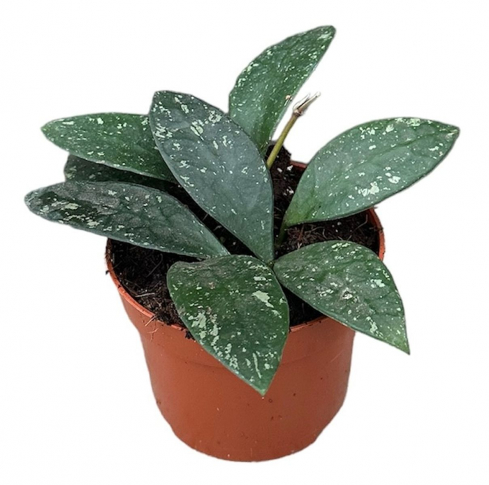 Hoya rundumensis 'Splash' [1]