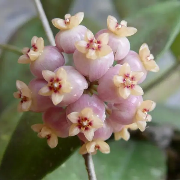 Hoya scortechinii D12 (UT001 sp. Pink fl.) [3]