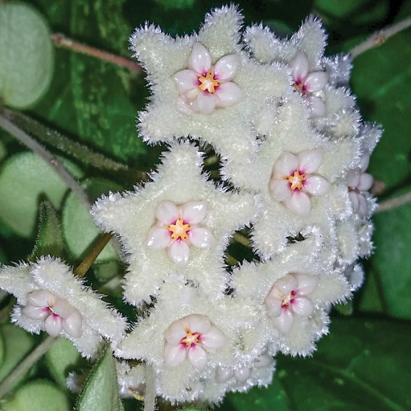 Hoya Serpens [2]