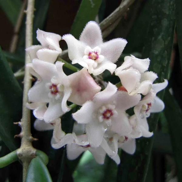 Hoya shepherdii — Plantă cu înflorire abundentă și frunze căzătoare asemănătoare păstăilor [2]