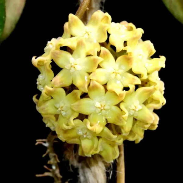 Hoya aff. Lambii (SLM04) Silver [2]