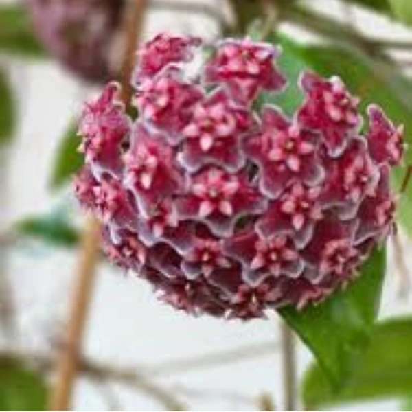 Hoya sp. Aceh Rhino [2]
