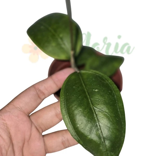 Hoya sp Aceh Gomas [1]