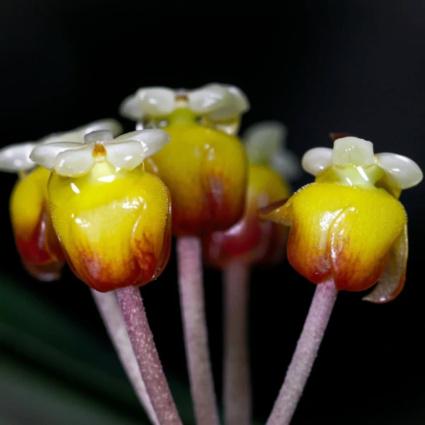 Hoya sp Aceh Gomas [2]