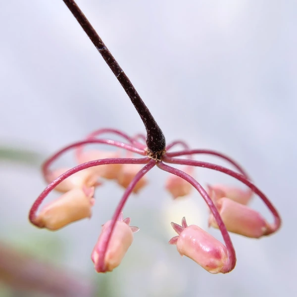 Hoya insularis [3]