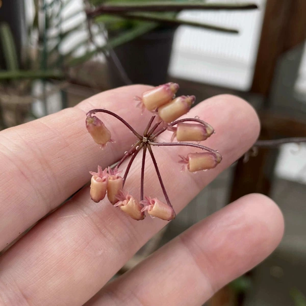 Hoya insularis [2]