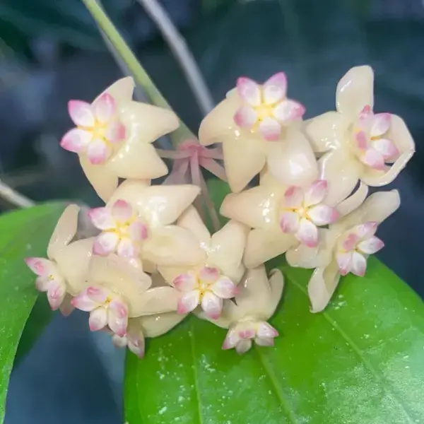 Hoya sp Bengkulu 'Rindu Raflesia' [3]