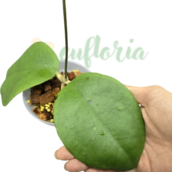 Hoya sp. Cikidang [1]