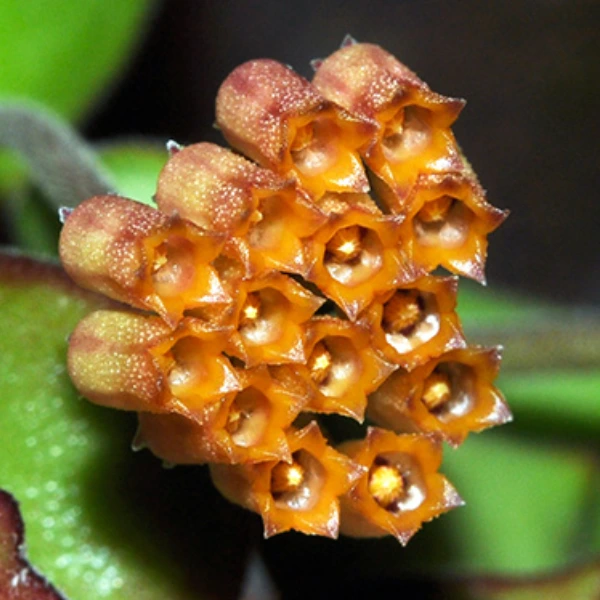 Hoya sp. Mamasa [2]