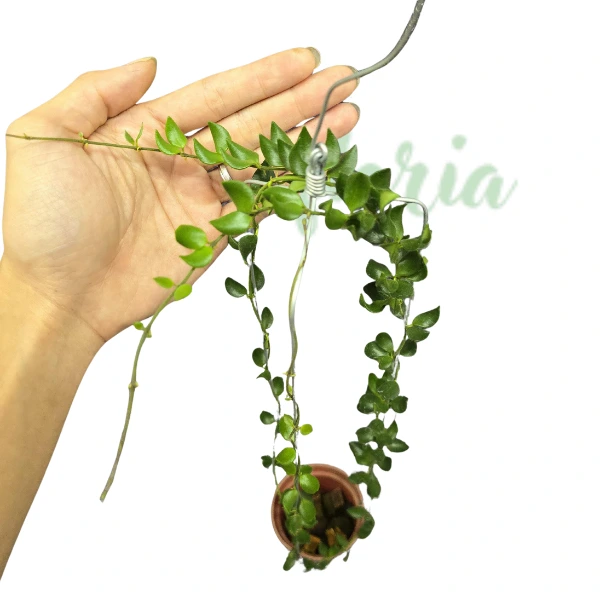 Hoya sp. Mamasa [1]