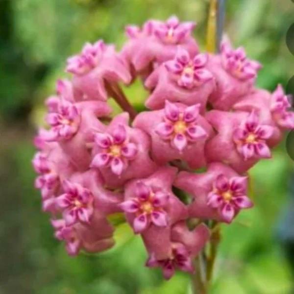 Hoya sp. Flores Island UT038 [5]