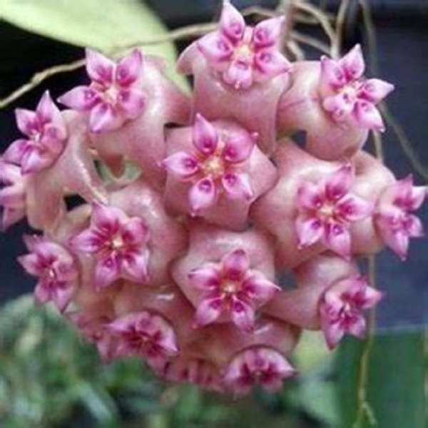 Hoya sp. Flores Island UT038 [4]