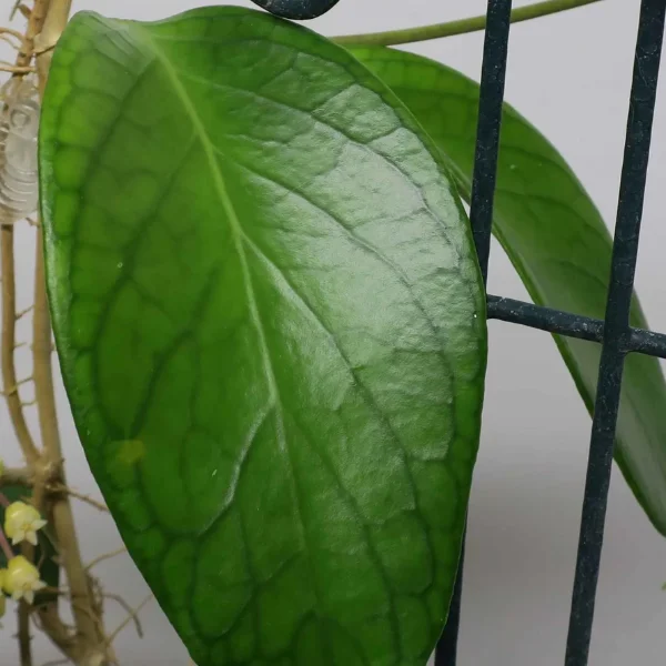 Hoya sp. Flores Island UT038 [2]