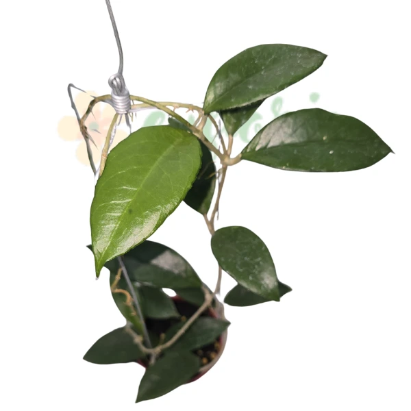 Hoya UT-039 'Flores Island' [1]