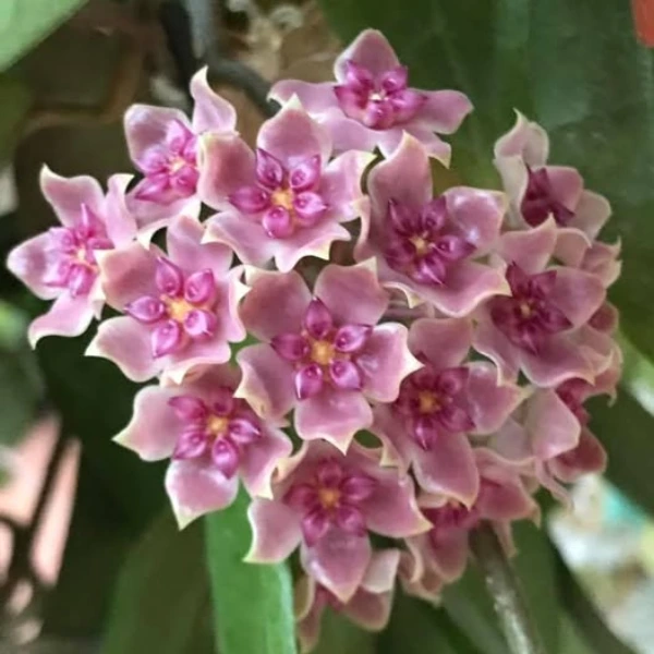 Hoya UT-039 'Flores Island' [2]