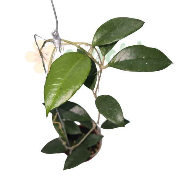 Hoya sp. „Timor Leste” [1]