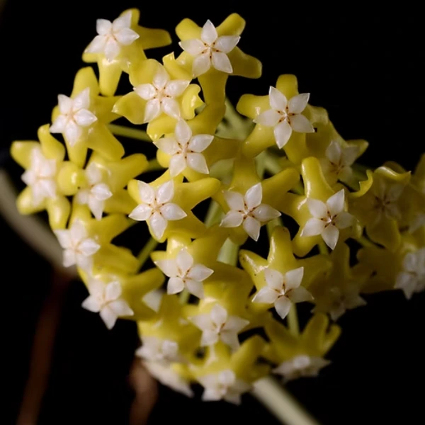 Hoya sp. „Timor Leste” [2]