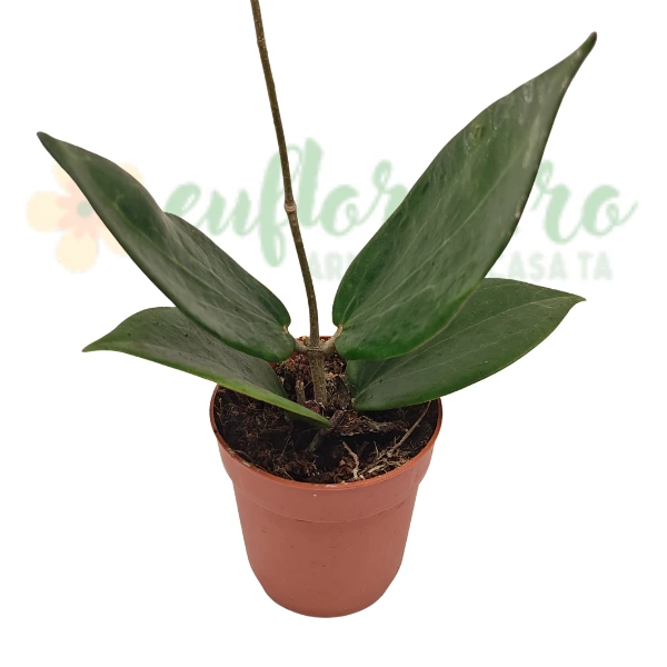 Hoya sp Papua [2]