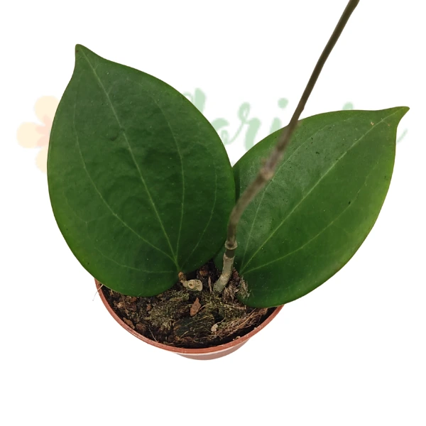 Hoya sp Papua [3]